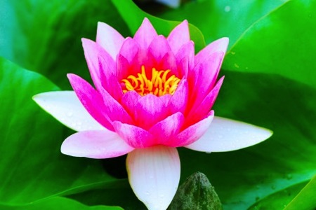 hasunohana.jpg Hasunohana